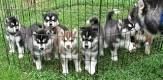 Adorable male and female Siberian husky puppies