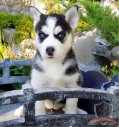 CKC/AKC Registered Siberian Husky Puppies