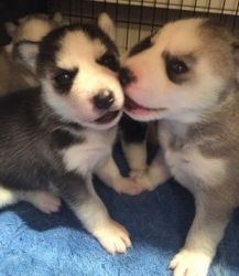 male and female Siberian husky Puppies