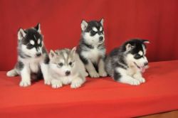 Siberian husky puppies ready text xxx-xxx-xxxx
