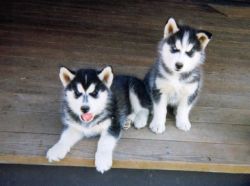 siberian husky puppies for adoption text xxx-xxx-xxxx