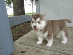cute husky puppies available