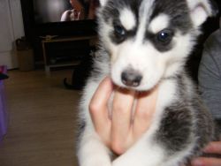 Babies husky White and black available for X mas