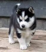 Cuts and Nice Siberian Husky puppies for adoption.