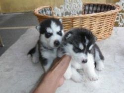 gfx helthy male and female siberian husky puppies