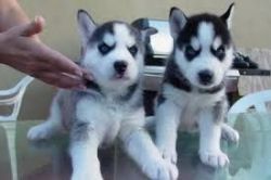 Two gorgeous Siberian Huskies for adoption,