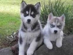 Male and female blues eyes Husky Puppy pups