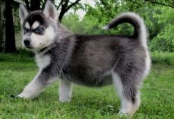Just Arrived AKC Siberian Husky Puppies