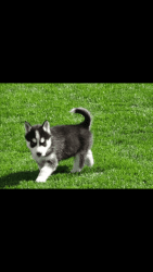 Super adorable Siberian Husky puppies. (xxx) xxx-xxx5