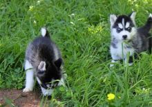 Pedigree Siberian Husky Puppies