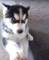 Great Siberian Husky puppies for sale