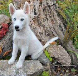 Full Blooded AKC Siberian Husky Puppies