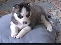Nice and Healthy Siberian Husky Puppies Available
