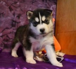Awesome Siberian Husky Puppies Available ready for rehoming.