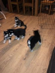 Nice Siberian Husky Puppies for sale