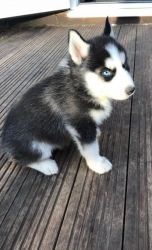 Siberian husky male and female puppies