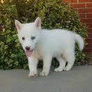 Charming Blue Eyes Siberian Husky Puppies for Sale