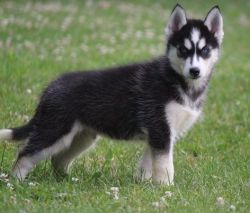 Healthy Siberian Husky puppies for sale.
