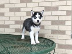 12 week old Siberian husky puppies that needs to be rehomed.