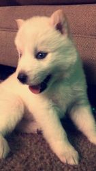 White Siberian husky puppy for sale