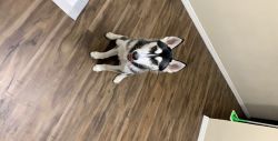 Husky in need of a home