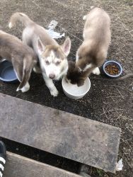 Husky puppies looking for a home!
