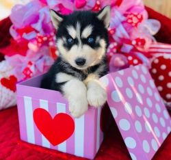 Gorgeous Siberian Husky puppies available!