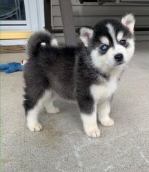 Siberian husky- blu eyes- lovely