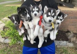 Gorgeous Huskies with Papers