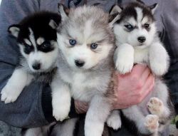 Friendly Pomsky and Huskies pups with Papers