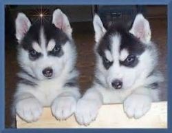 Beautiful Siberian husky puppies,
