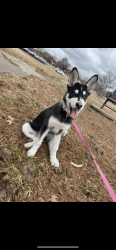 5 month old husky puppy for sale
