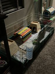2 bonded male Guinea Pigs (everything included)