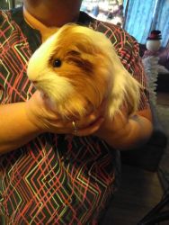Silkie guinea pig 9 months old