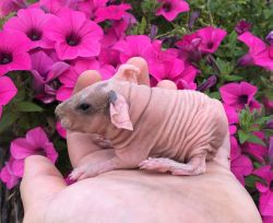 Baby Skinnypigs available.