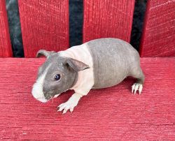 Cute baby Skinnypigs available!