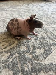 Skinny Pigs looking for a new home
