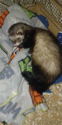 Rehoming my ferret