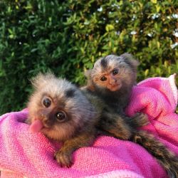 Smart Finger marmoset Monkeys for sale ready Text xxx-xxx-xxxx