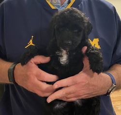 Male Whoodles Puppies