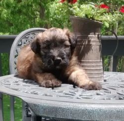 (Ollie )Soft Coated Wheaten Terrier Puppies for Sale