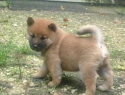 M/F Shiba ino Puppies Available Now