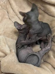 Two adorable Sphynx kittens for sale