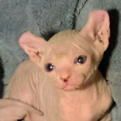 blue and white elf sphinx kittens for sale