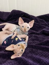 Sphynx Bambino male cat black solid color kitten for sale