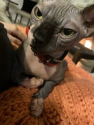 1.5 year old Male Sphynx For Sale!