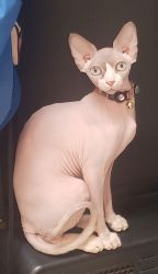 tiny sweet sphynx needs a person that knows the value these type of b