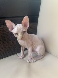 Sphynx Kitten For Sale in Los Angeles County