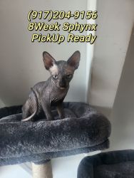 Canadian Sphynx Kittens Black 2Month Old Purebred Cell# on photos