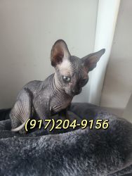 Canadian Sphynx Kittens Black 2Month Old Purebred Cell# on photos